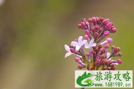 法源寺丁香花什么时候开 2022北京看丁香花的地方