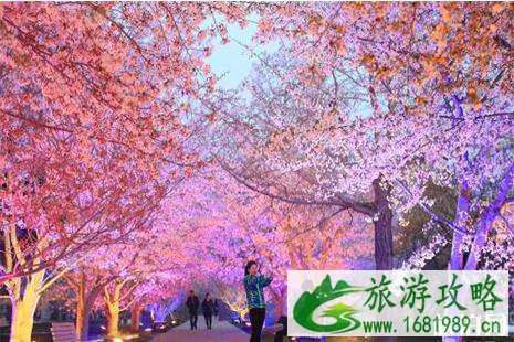 2022大连旅顺樱花节4月19日至5月20日开启 附赏花攻略