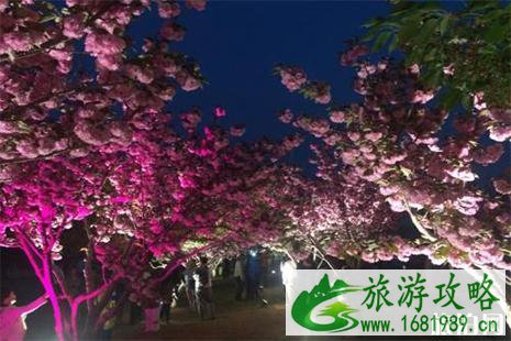 2022大连旅顺樱花节4月19日至5月20日开启 附赏花攻略