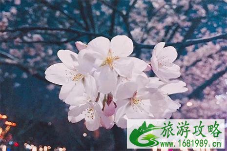 2022鹤壁樱花节4月2日开启 附活动时间安排+临时停车点