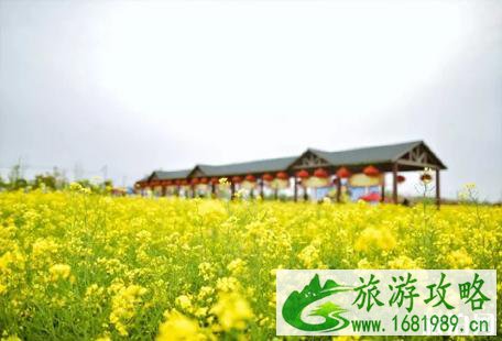 上海奉贤油菜花节2022时间+地址+活动内容