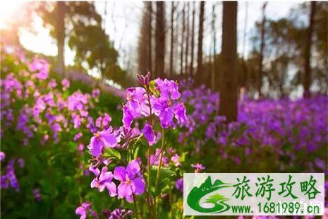 2022上海金山百花节3月23日开启 时间+地址