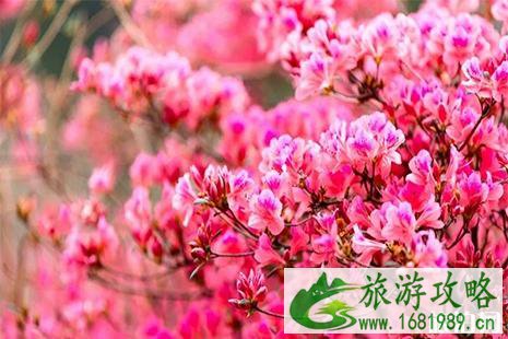 2022黄陂杜鹃花什么时候开 黄陂杜鹃花节3月22日开启