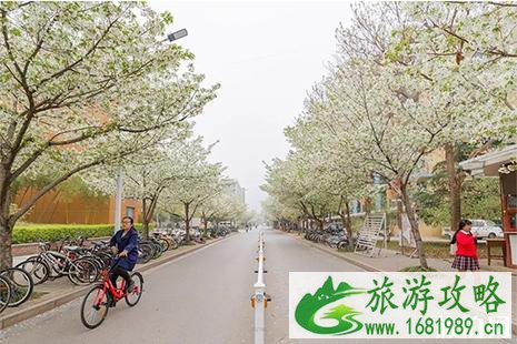 2022徐州赏花好去处 徐州赏花地点推荐