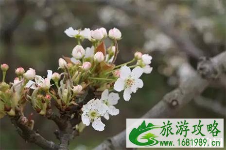 2022锦屏敦寨梨花节3月23日开启 附活动时间安排