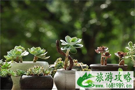 河南封丘油菜花节3月23日开启 攻略+门票信息