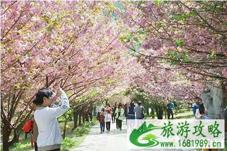 2022九峰山樱花什么时候开 九峰山樱花节3月23日开启