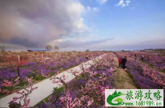 西安桃花几月份开 桃溪堡现在有桃花吗 2022西安桃花观赏地点+花期+票价