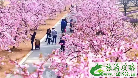 2022长沙樱花节门票+时间+地点+活动内容