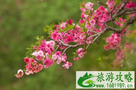 无锡阳山桃花节2022时间+最佳观赏地点