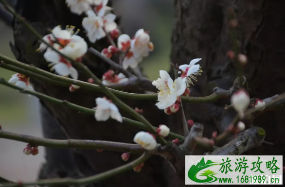 2022年南京溧水梅花节时间+地点+灯光秀时间