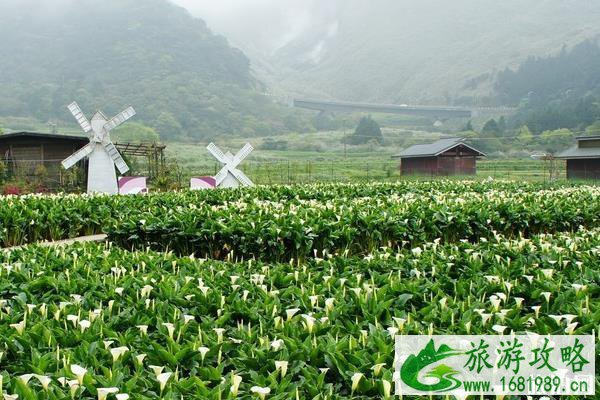 台北阳明山赏花攻略