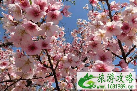 2022长沙市岳麓区晚安国际樱花节3月16日至17日 门票+嘉宾阵容