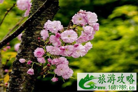 2022长沙市岳麓区晚安国际樱花节3月16日至17日 门票+嘉宾阵容