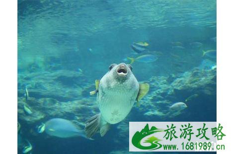 2022扬中河豚节3月8日开启 2022扬中河豚节3月8日开启