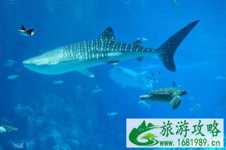 去珠海长隆海洋王国游玩攻略 2022珠海长隆海洋王国身高要求+住宿+闪卡 去珠海长隆海洋王国游玩攻略 2022珠海长隆海洋王国身高要求+住宿+闪卡