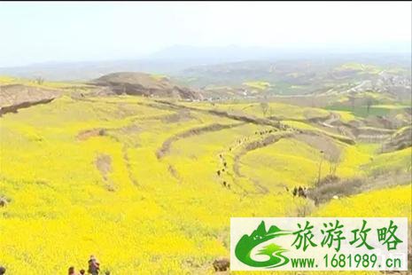 洛阳嵩县大坪乡油菜花地址