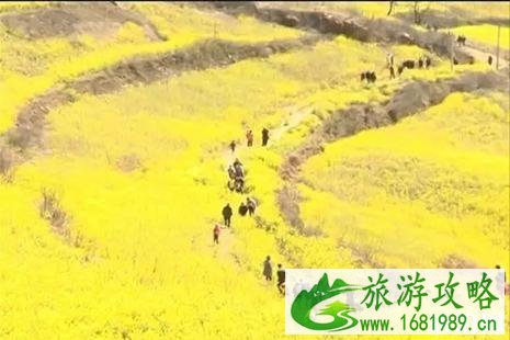 洛阳嵩县大坪乡油菜花地址