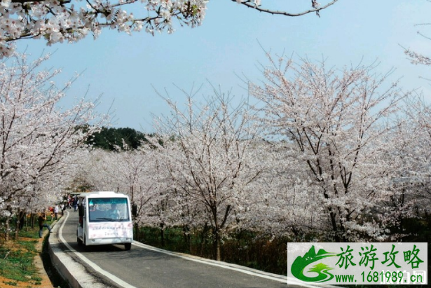 2022贵州平坝樱花交通管制+花期+交通