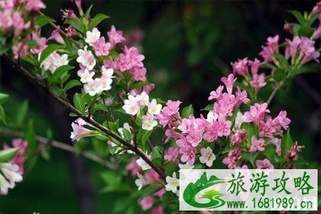 3月重庆赏什么花+花期+观赏地点推荐