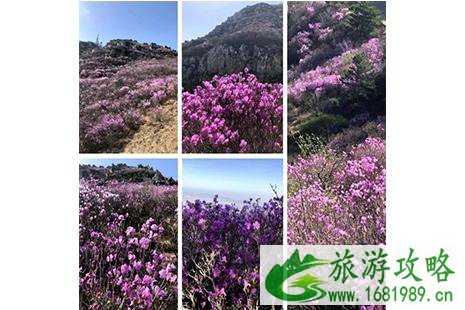 大连黑山赏杜鹃花游玩攻略