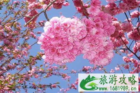 2022昆明圆通山樱花节3月1日开启