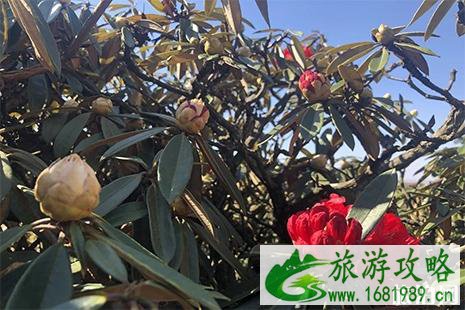 乌蒙大草原杜鹃花什么时候开 花期+门票