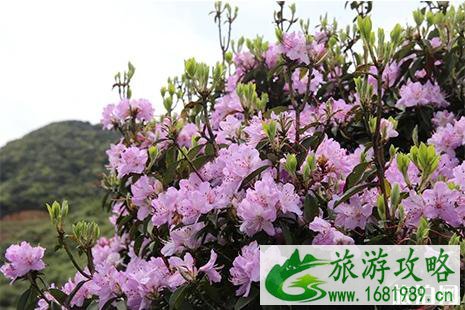 乌蒙大草原杜鹃花什么时候开 花期+门票