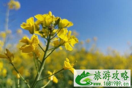 4月广州去哪赏花 广州4月赏花的地方