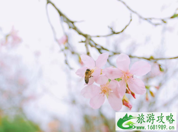 深圳踏青赏花好去处 深圳周末去哪里玩