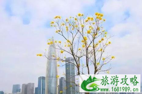 深圳赏花的地方2022推荐