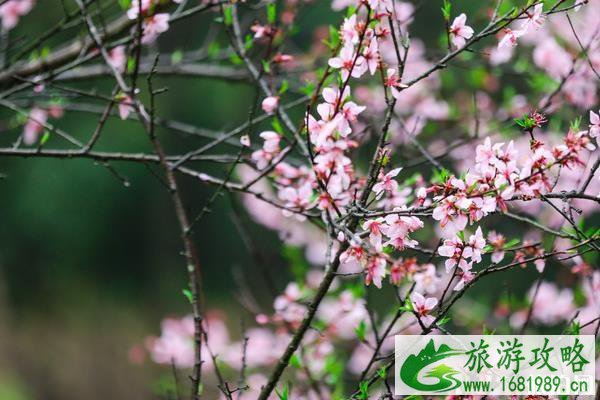 重庆看桃花的地方 重庆看桃花最美的地方推荐