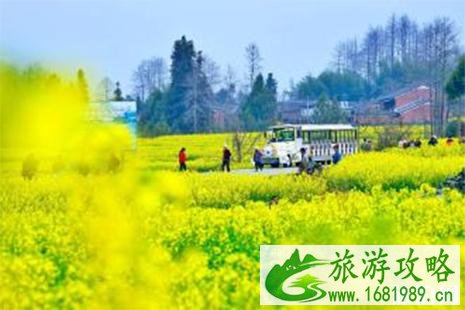 2022腾冲油菜花节时间 花期+游玩攻略