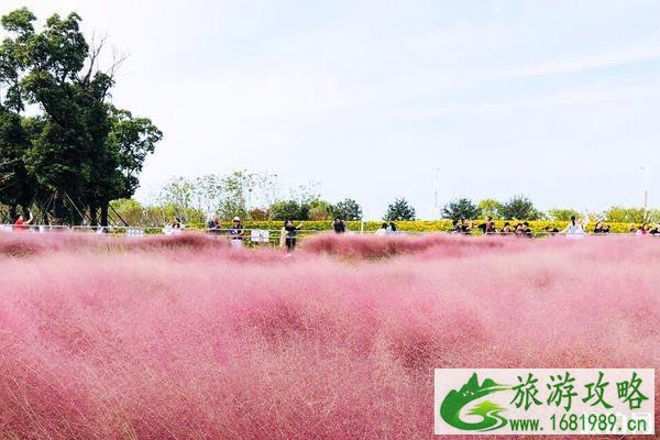 苏州三月份赏花的地方