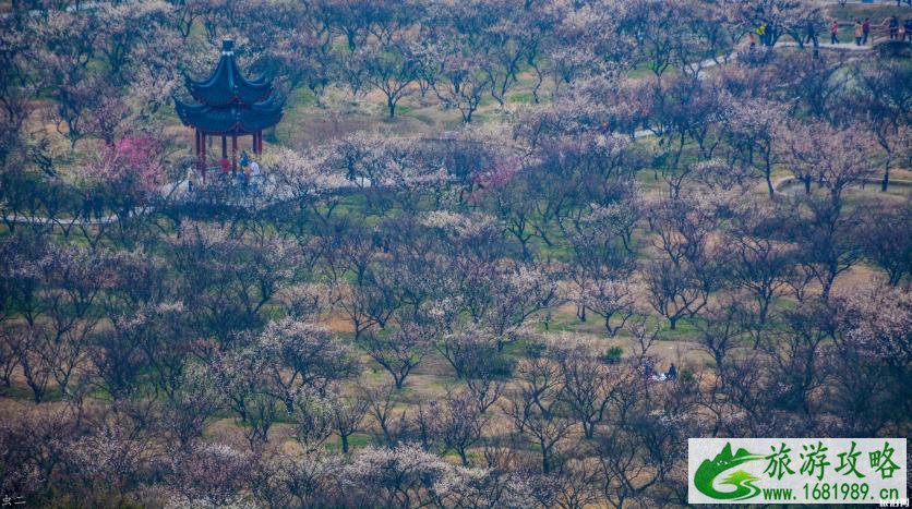 2022苏州春节赏花的地方有哪些