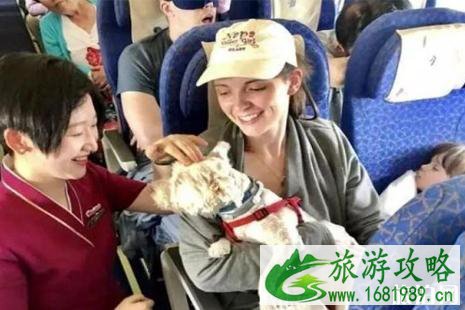 南航狗狗进客舱可以吗 工作犬可以上飞机吗