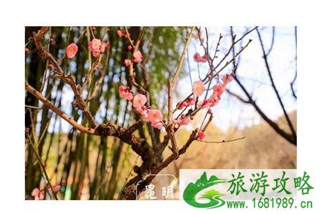 2022昆明黑龙潭梅花开了吗 黑龙潭梅花节开启