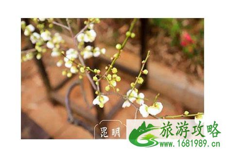 2022昆明黑龙潭梅花开了吗 黑龙潭梅花节开启