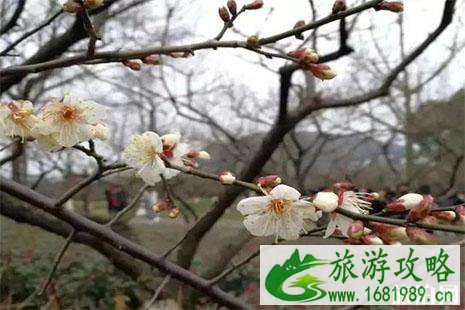 2022杭州超山梅花节1月20日至3月 （附活动安排时间表）