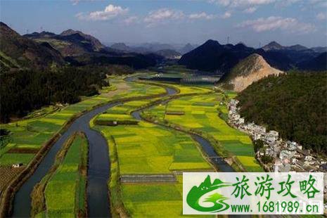 2022云南罗平油菜花期 1月底到3月中旬