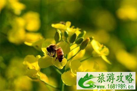 2022云南罗平油菜花期 1月底到3月中旬