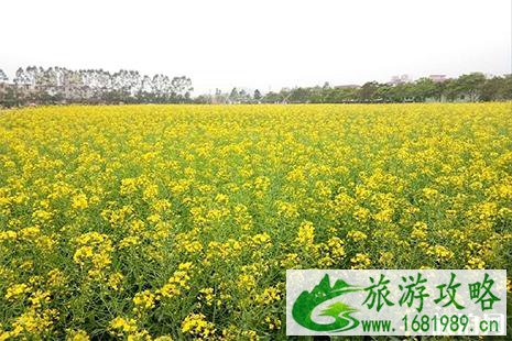 2022深圳鹏城花千谷樱花节