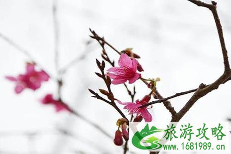 2022广州九龙湖樱花节1月15日至4月7日