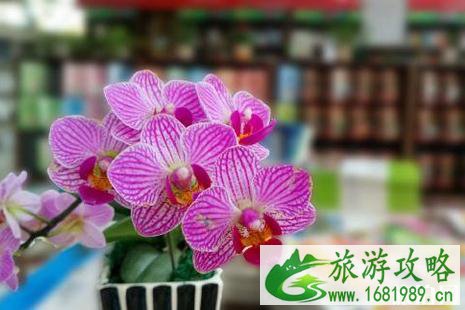 2022深圳兰花展时间+地点+门票+交通+介绍 2022深圳兰花展时间+地点+门票+交通+介绍