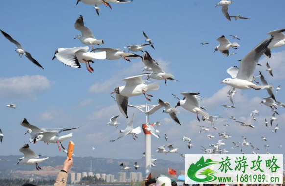 抖音喂海鸥的地方在哪里 滇池海鸥几月份有 昆明看海鸥最佳时间