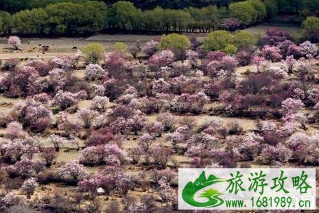 2022林芝桃花节时间 2022林芝桃花赏花攻略