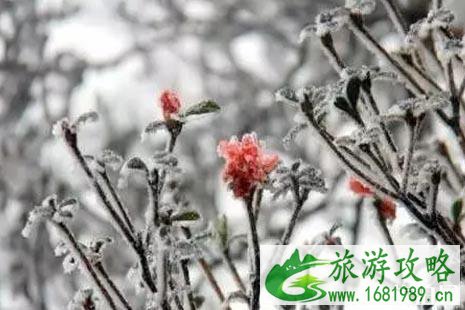 南方下雪的城市有哪些2022年12月