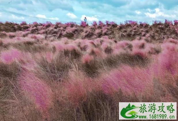 南京哪里有粉黛乱子草