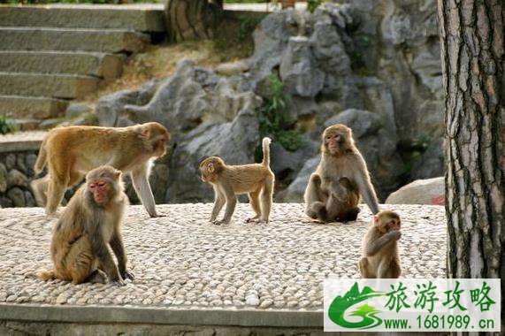 千岛湖桂花岛猴岛门票是多少钱？千岛湖桂花岛有猴子吗