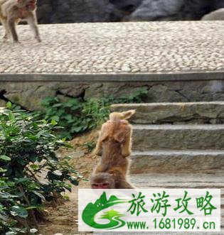 千岛湖桂花岛猴岛门票是多少钱？千岛湖桂花岛有猴子吗